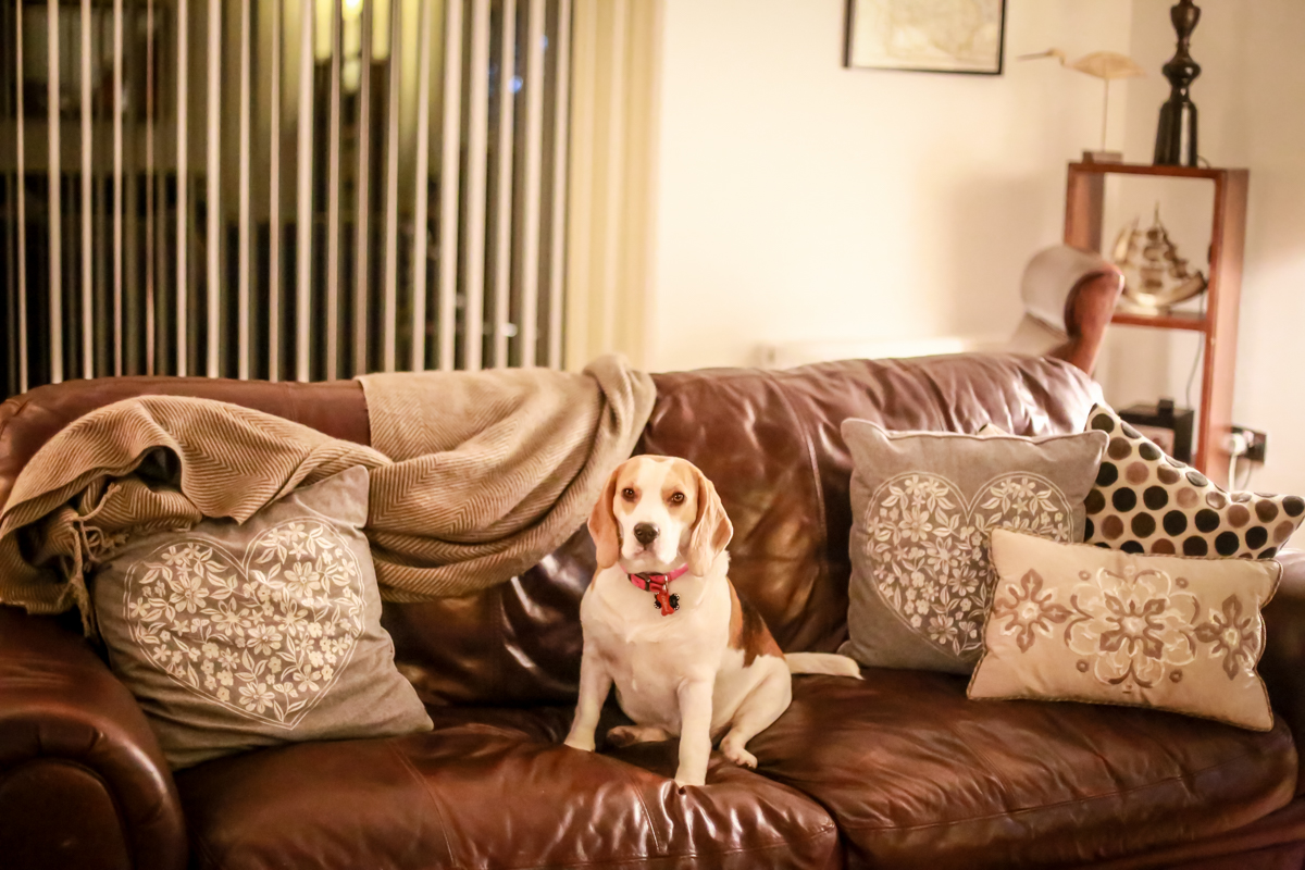 Why Do Dogs Lick Leather Sofas?缩略图